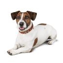 Psy