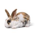 Króliki