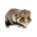Gryzonie
