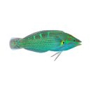 Akwarystyka