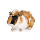 Świnki