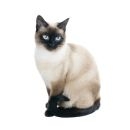 Koty