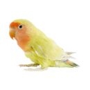 Ptaki