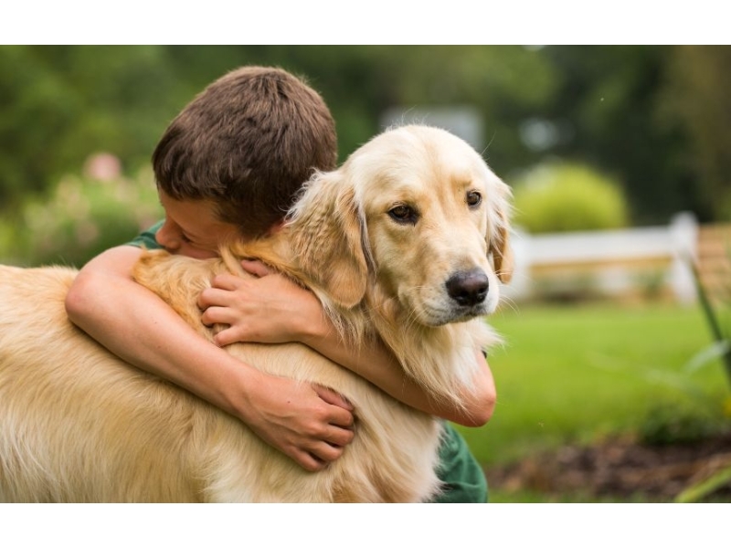 Najlepsza karma dla Labradora Retrievera? - 2.jpg