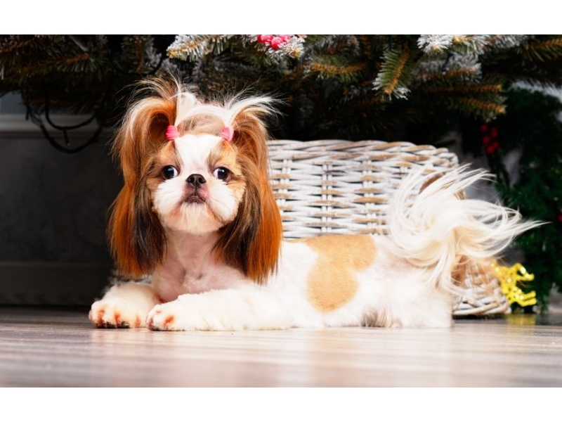 Jaka karma dla Shih tzu? - 2.jpg