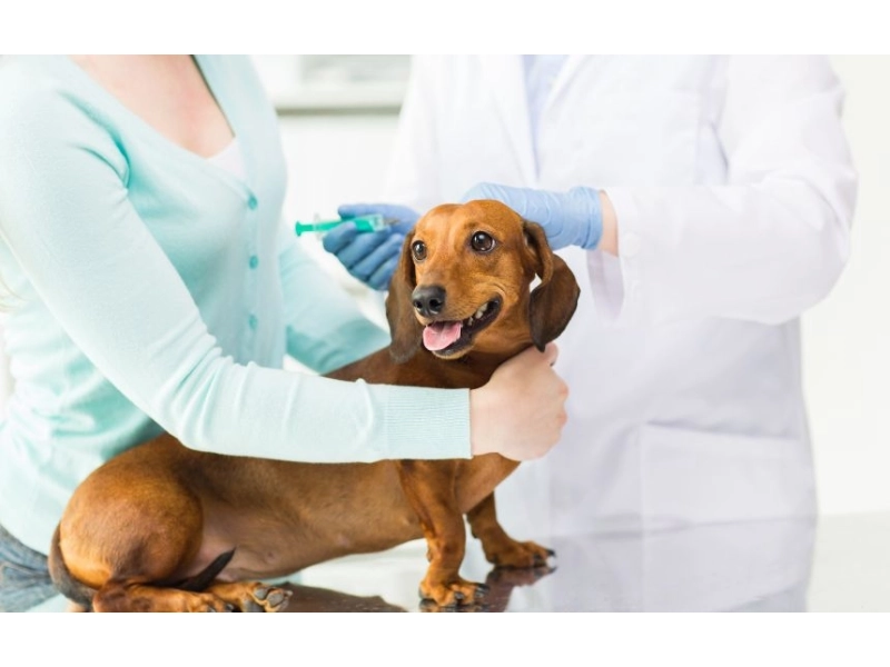 Jakie są zalety karm monobiałkowych LabraDog Superfood dl