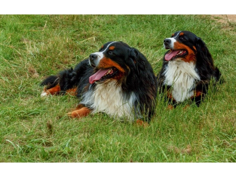 Popularny Berneński pies pasterski i związane z nim wyzwan