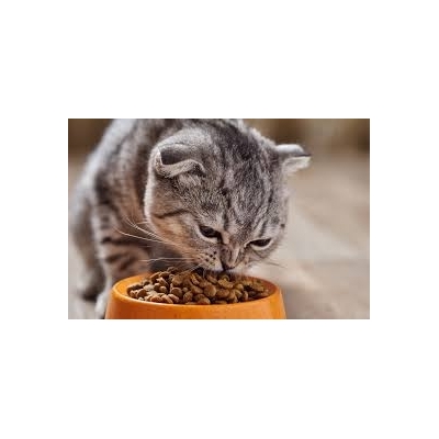 Karmy suche dla kotów