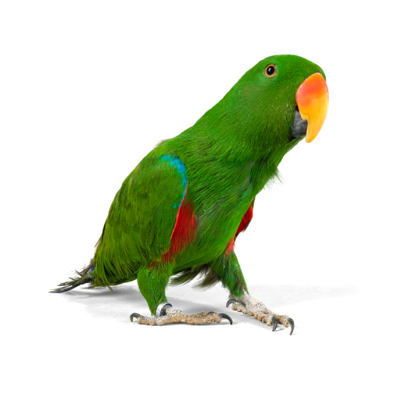 PTAKI