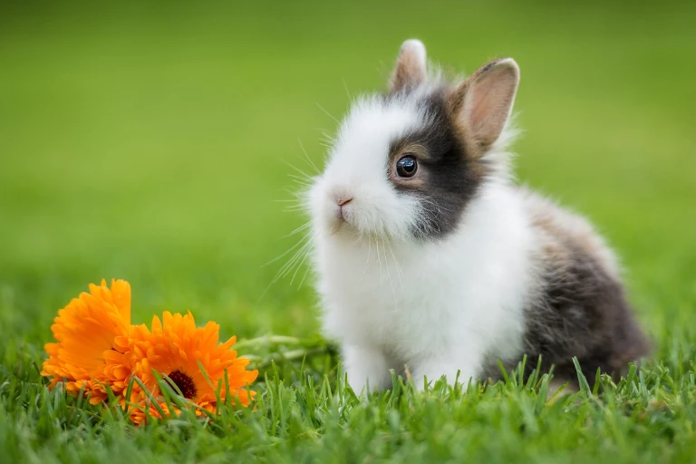 Króliki miniaturki Kraków