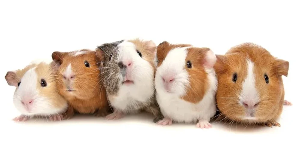 Świnki morskie Kraków