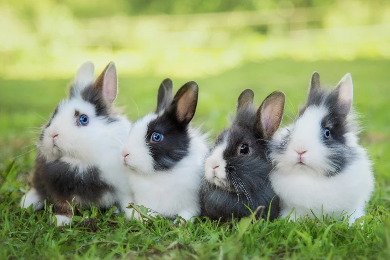 Króliki miniaturki Kraków