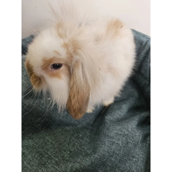 Króliczek Baranek 2