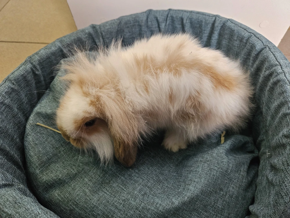 Króliczek Baranek 2