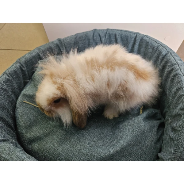 Króliczek Baranek 2