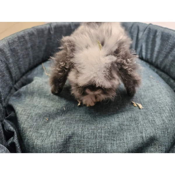 Króliczek Baranek 3