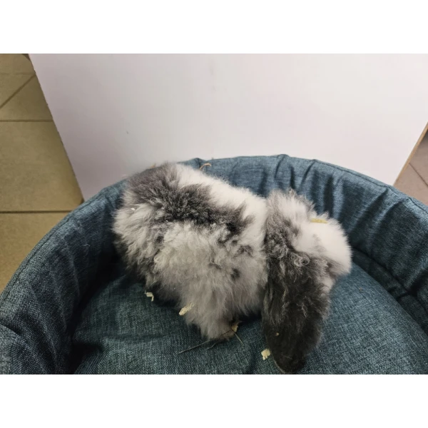 Króliczek Baranek 3