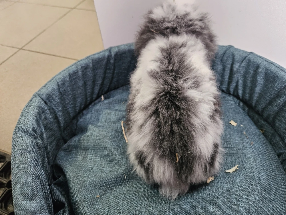 Króliczek Baranek 3