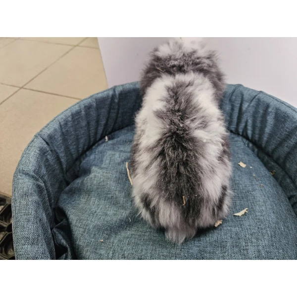 Króliczek Baranek 3