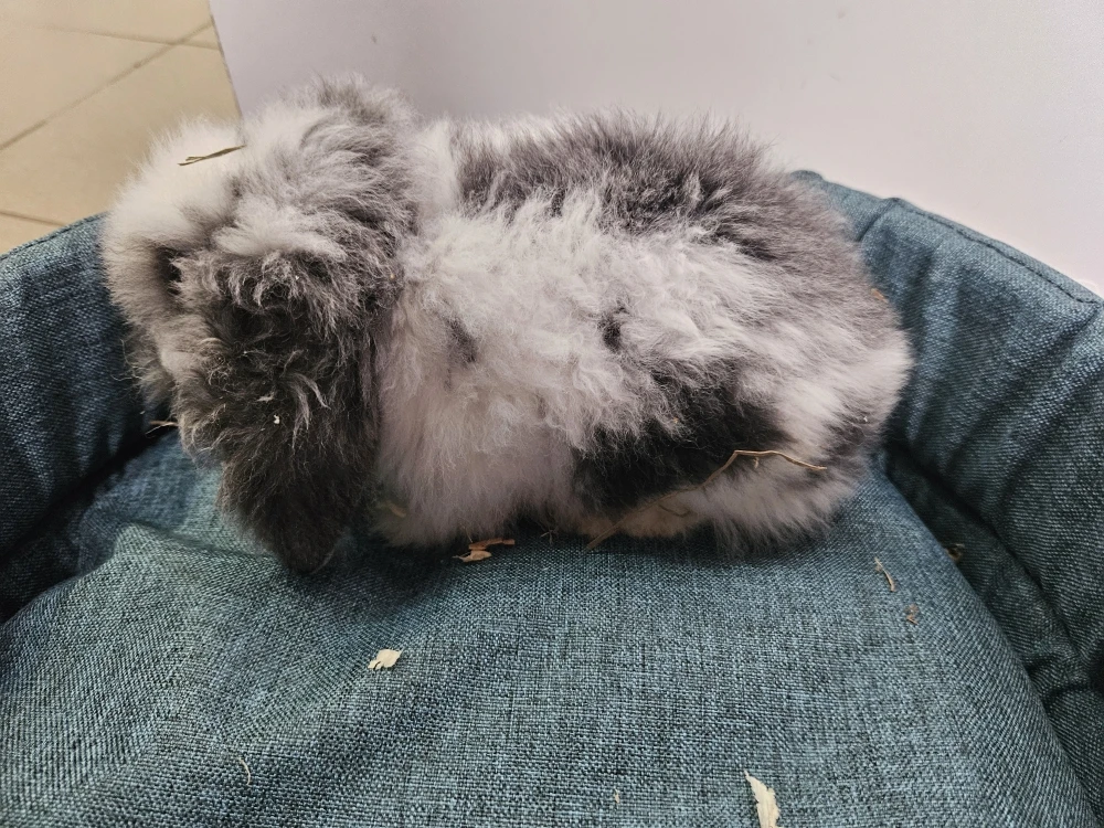 Króliczek Baranek 3