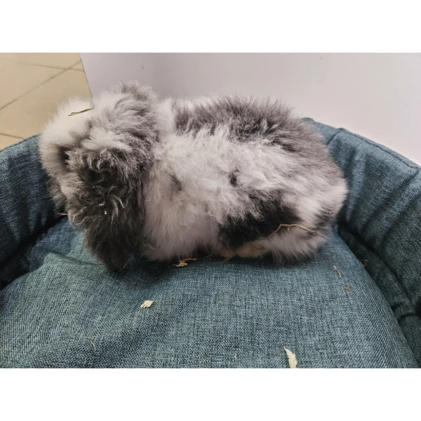 Króliczek Baranek 3