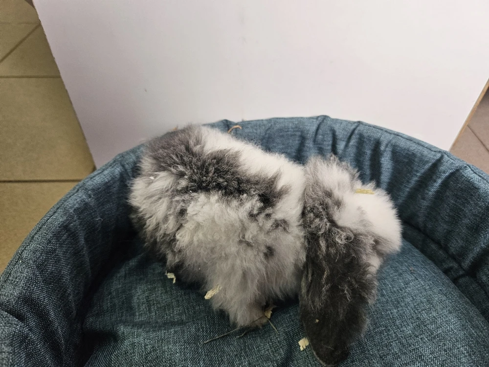 Króliczek Baranek 3