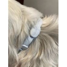 FRANCODEX PL Obroża na kleszcze PREVENDOG 35 cm dla psów do 5 kg - 1 szt