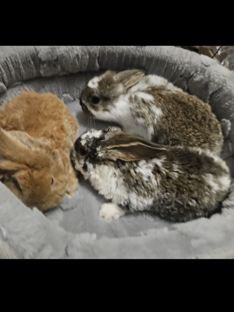 Króliczek Baranek nowe