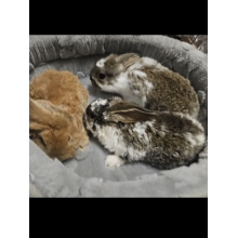 Króliczek Baranek nowe