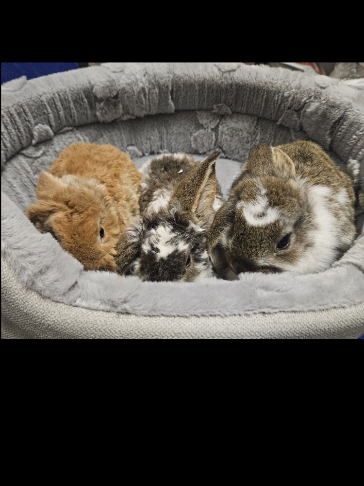 Króliczek Baranek nowe