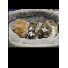 Króliczek Baranek nowe