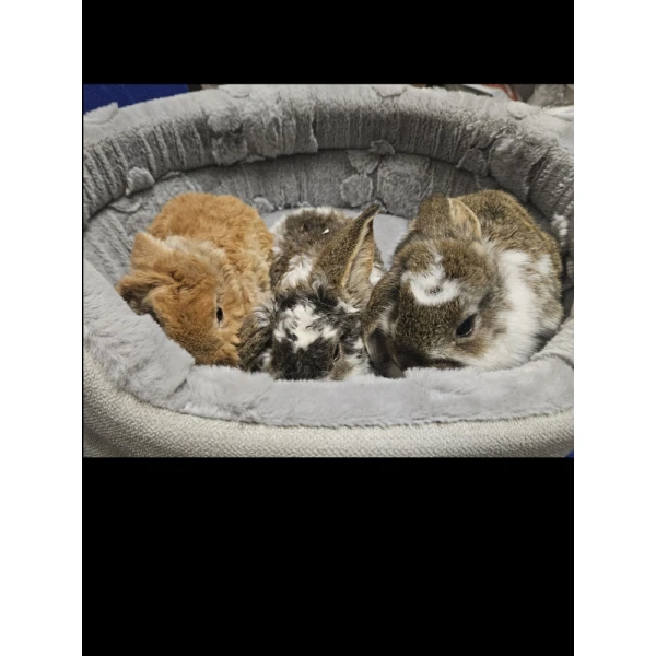 Króliczek Baranek nowe