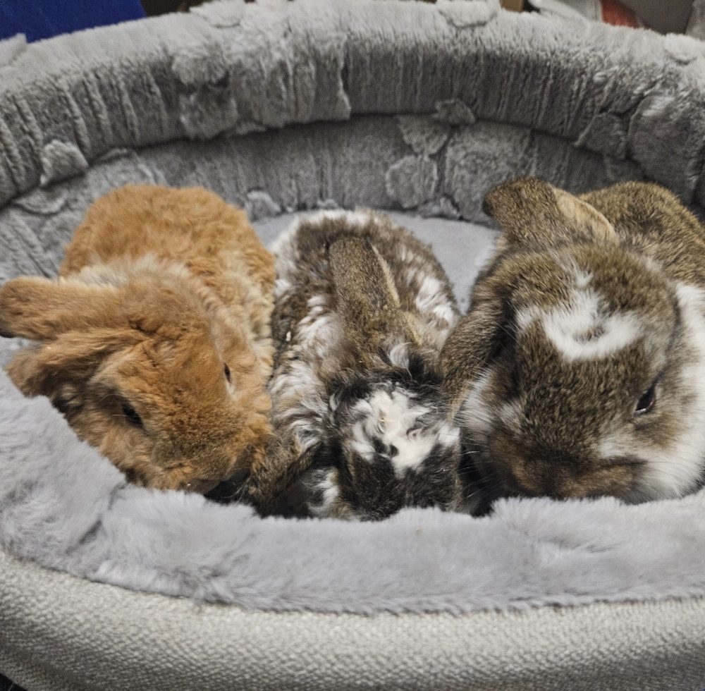 Króliczek Baranek nowe