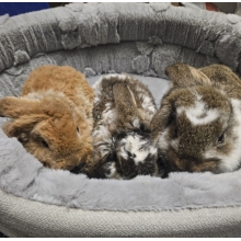 Króliczek Baranek nowe