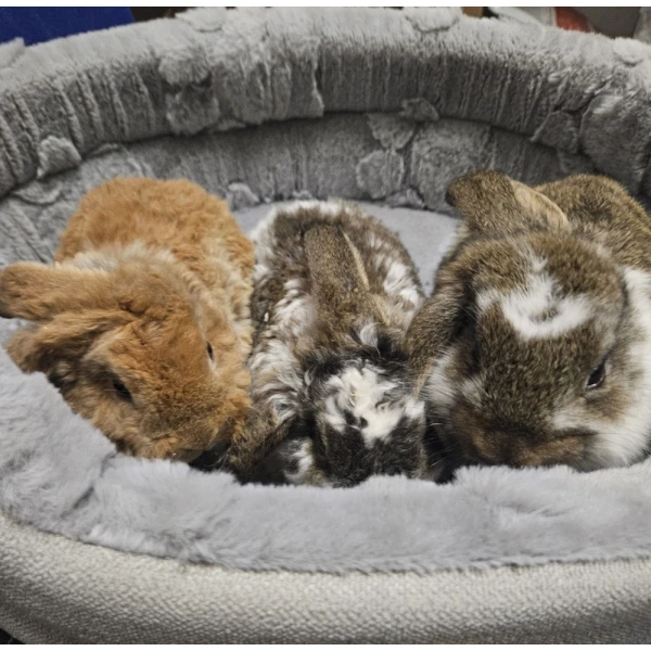 Króliczek Baranek nowe