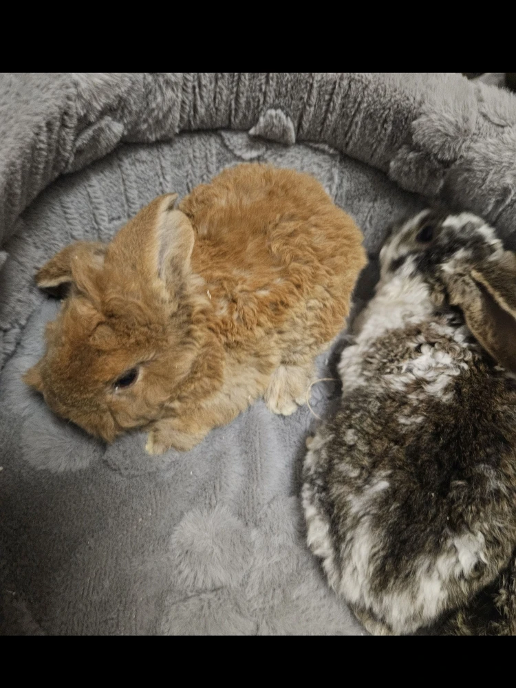 Króliczek Baranek nowe