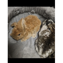 Króliczek Baranek nowe