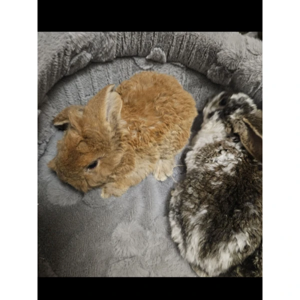 Króliczek Baranek nowe