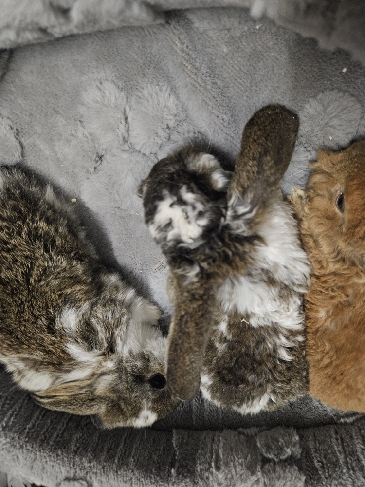 Króliczek Baranek nowe