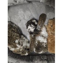 Króliczek Baranek nowe