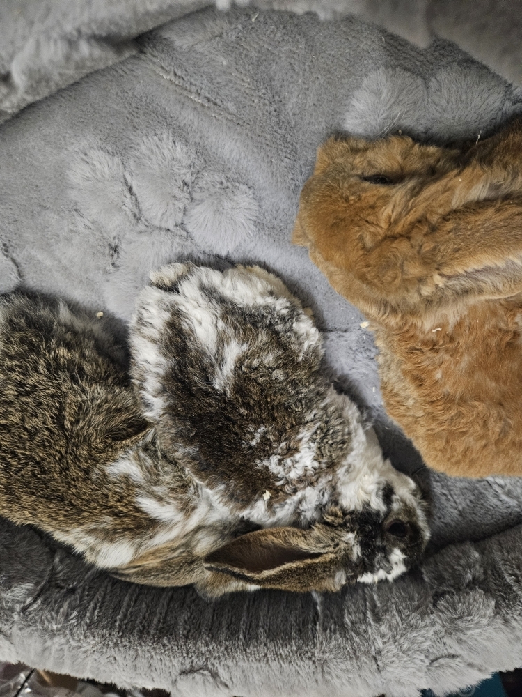 Króliczek Baranek nowe