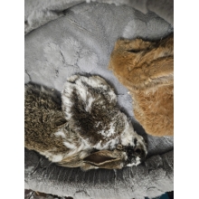 Króliczek Baranek nowe