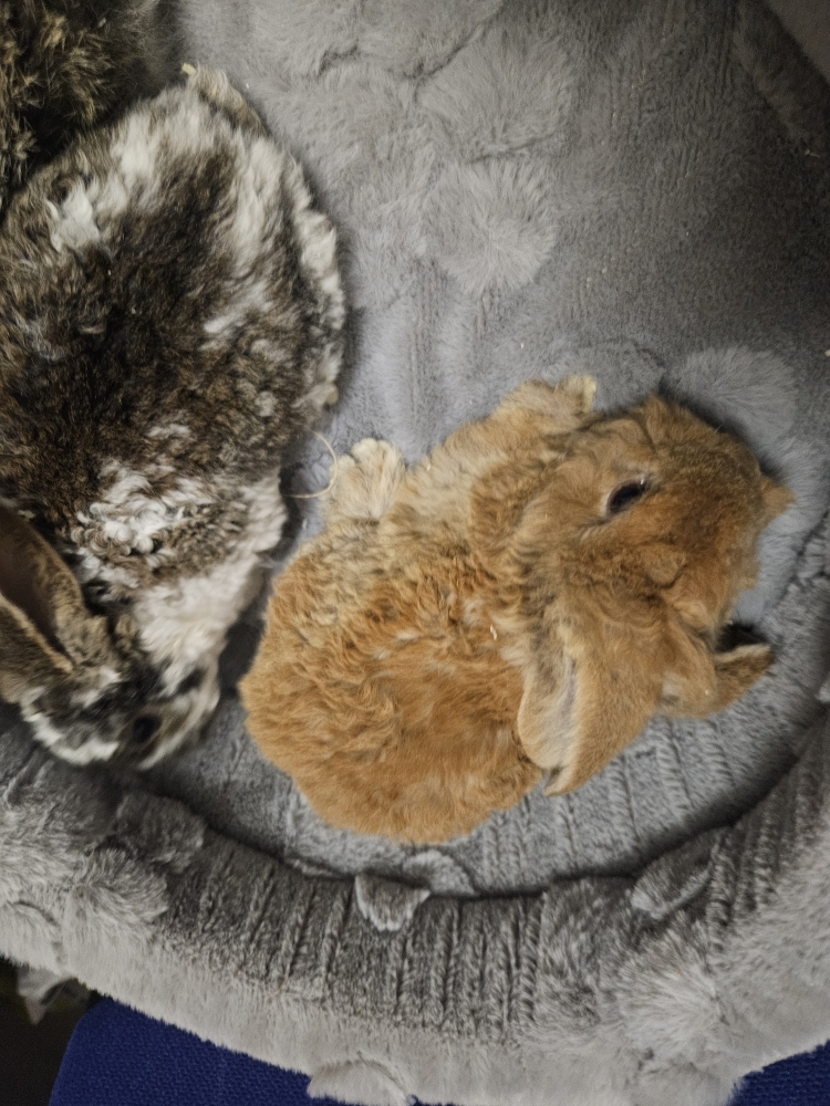 Króliczek Baranek nowe