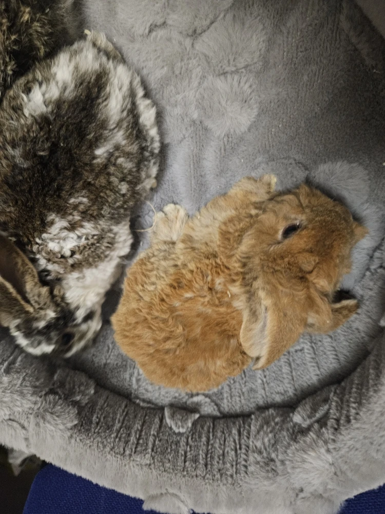 Króliczek Baranek nowe