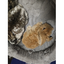 Króliczek Baranek nowe