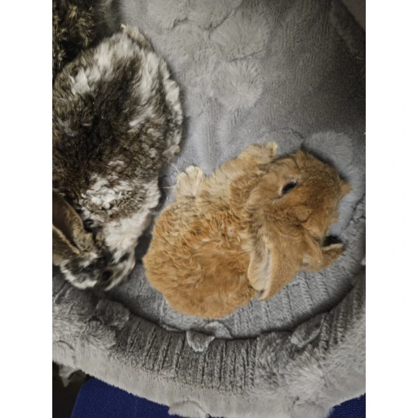 Króliczek Baranek nowe