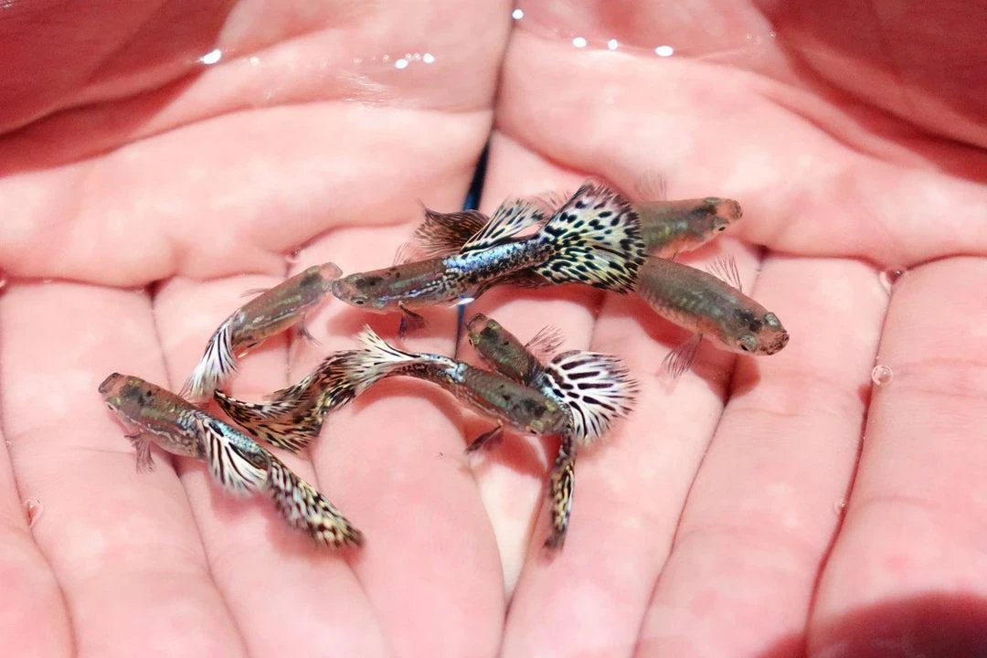 Gupik Ivory Snake Skin