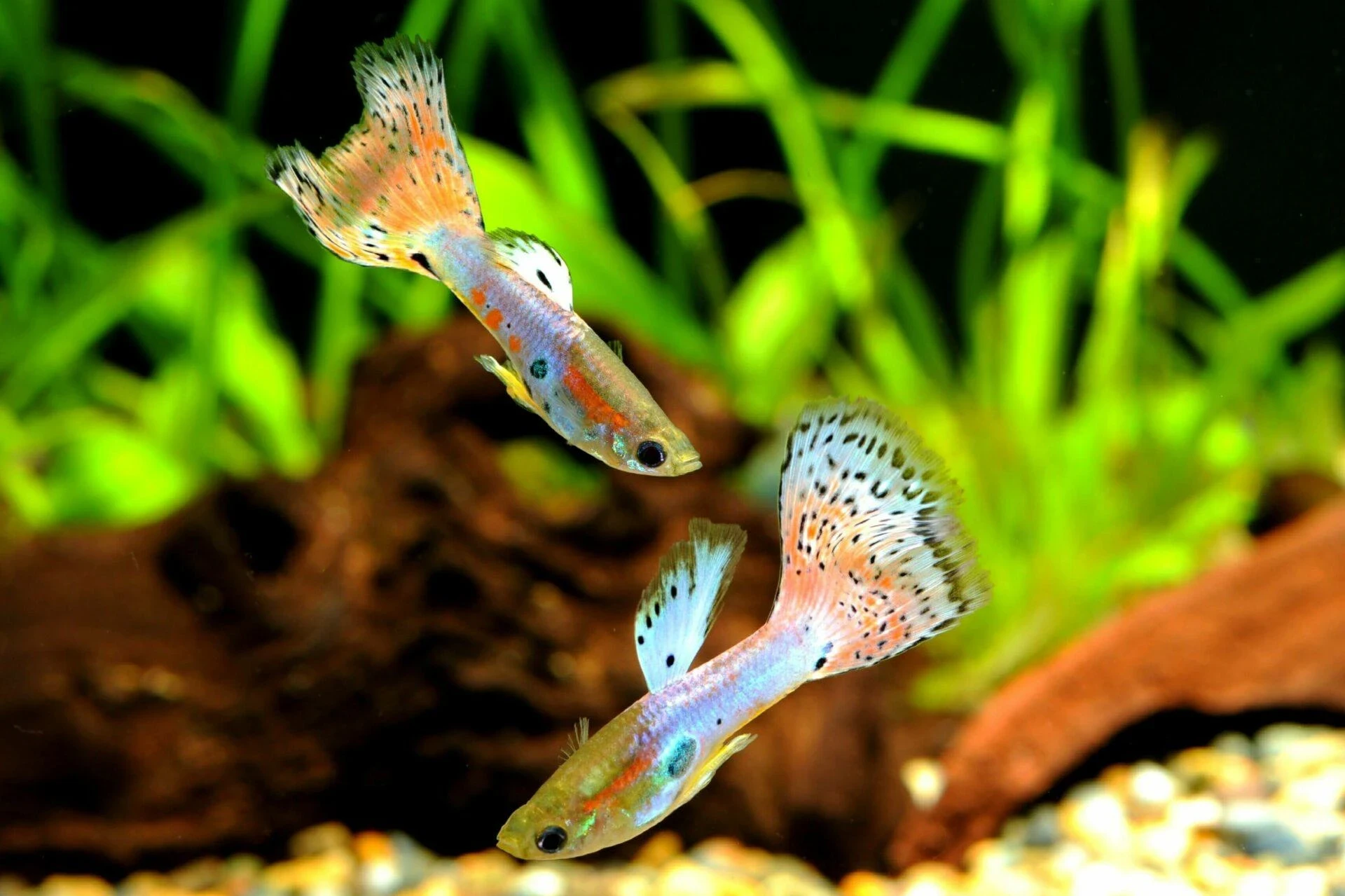 Gupik Singa Red Mosaic