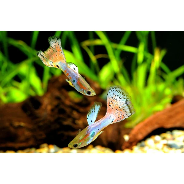 Gupik Singa Red Mosaic