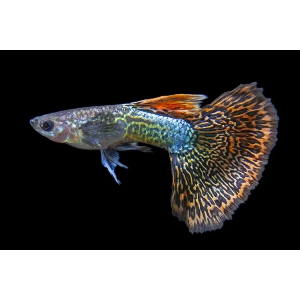 Gupik Old Fashioned Multicolor Mosaic